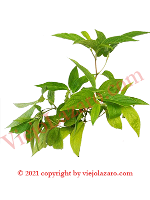 Platanillo de Cuba Herbs