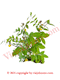 Hierba Hedionda Herbs guanina Ewe Ita Mode