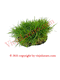 Hierba Fina Herbs