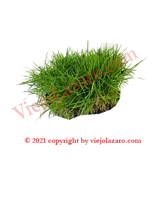 Hierba Fina Herbs