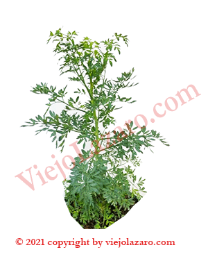Ruda Herbs