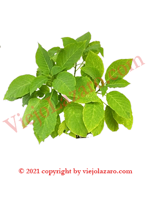 Campana Herbs