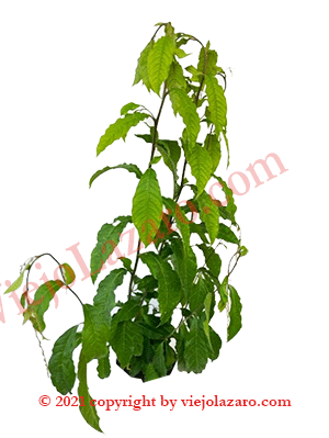 Anamu Herbs