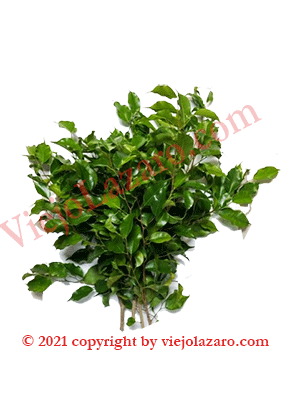 Laurel Herbs