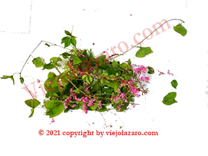 Coralillo Herbs